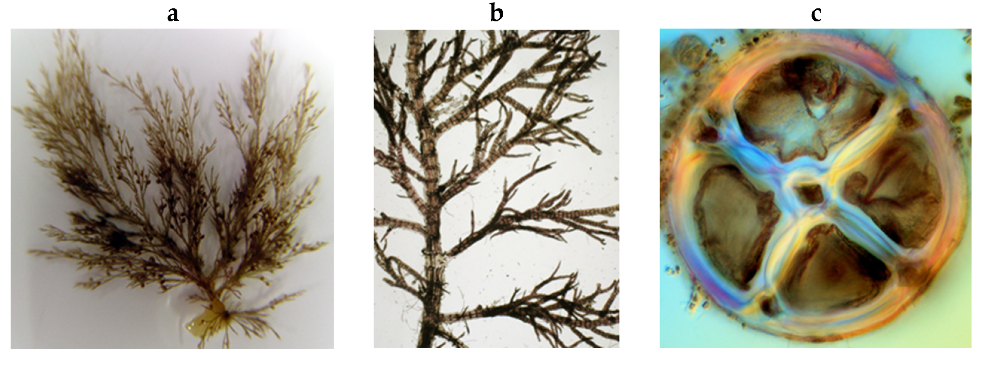 Encyclopedia 05 00176 g112