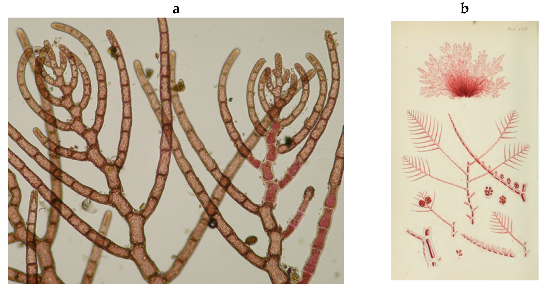 Encyclopedia 05 00176 g113