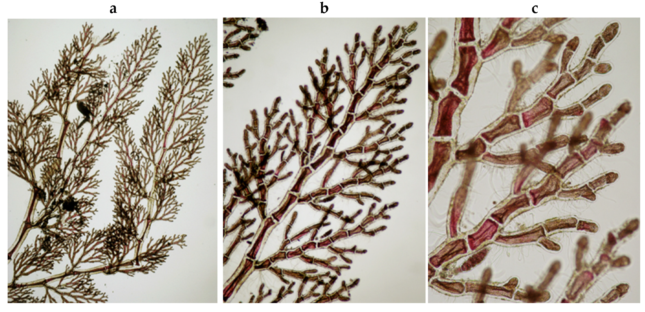 Encyclopedia 05 00176 g114