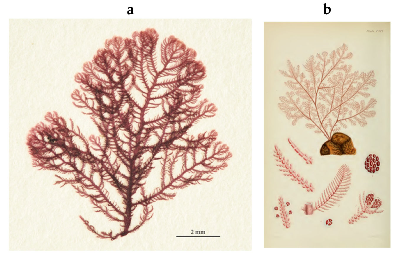 Encyclopedia 05 00176 g115