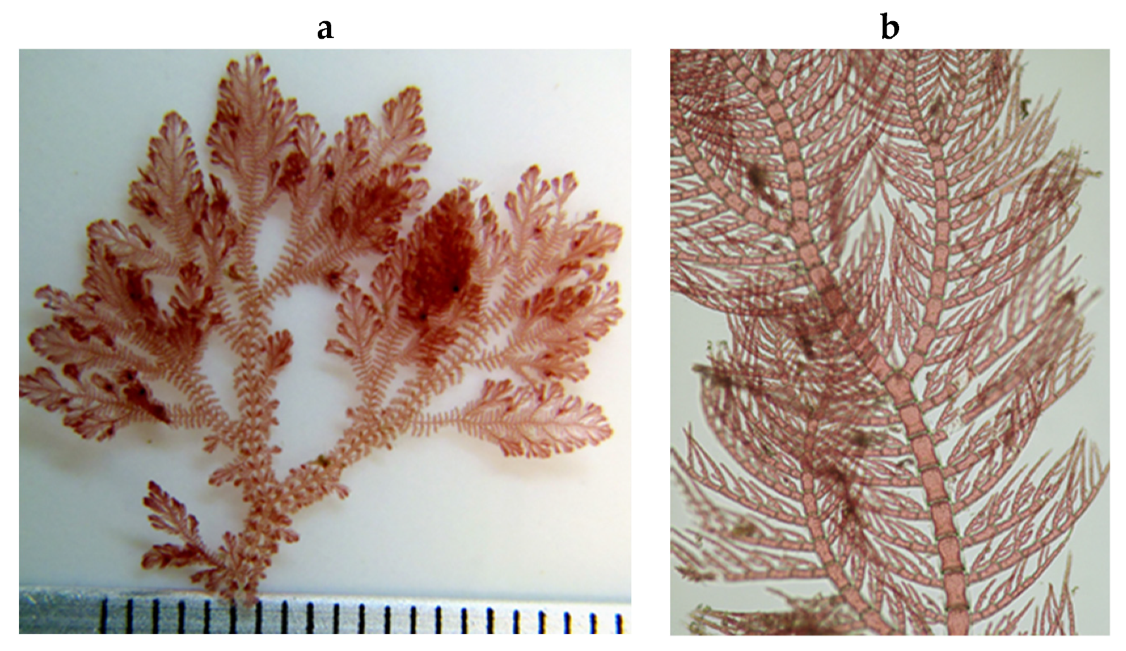 Encyclopedia 05 00176 g116