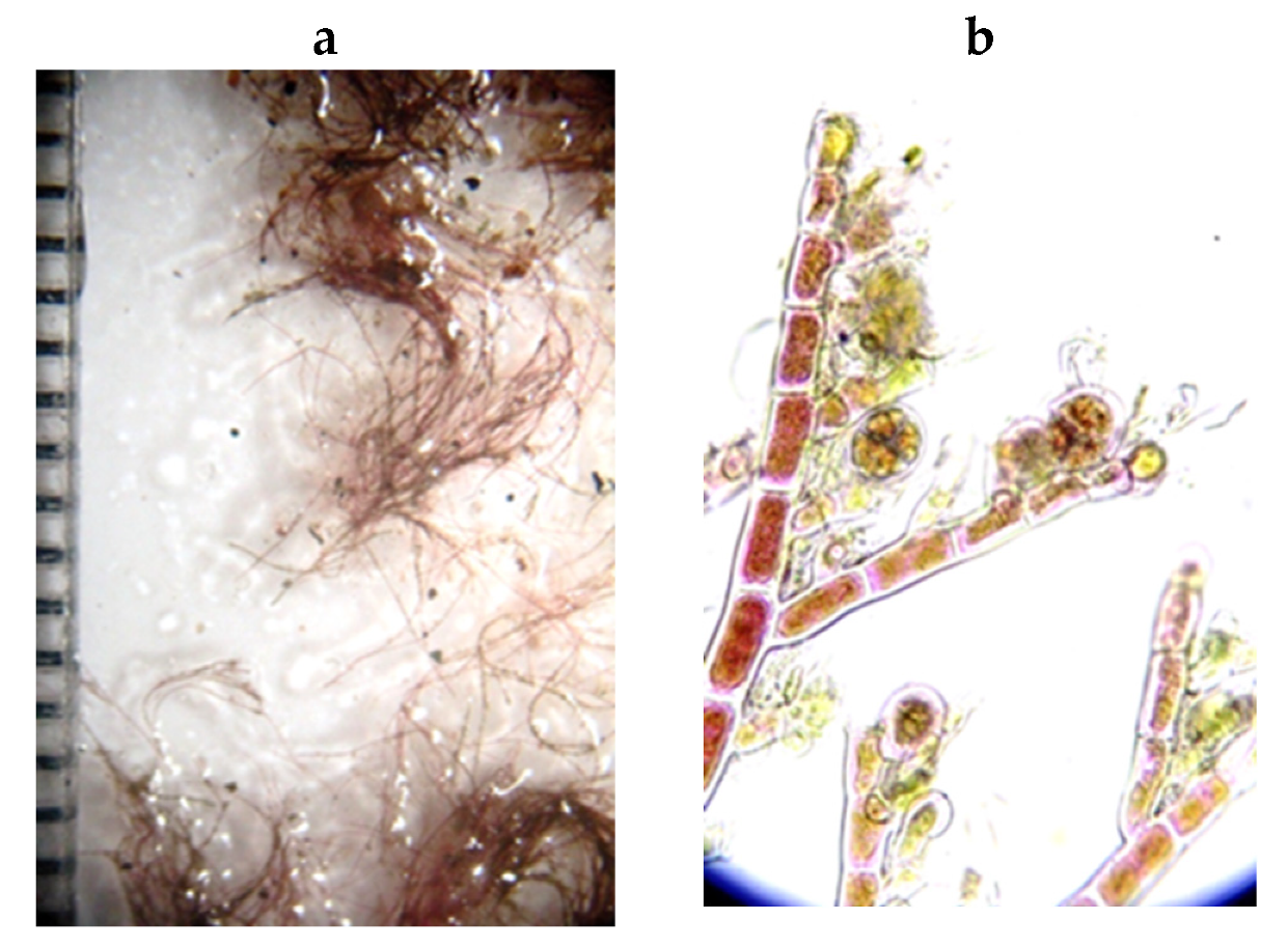 Encyclopedia 05 00176 g118