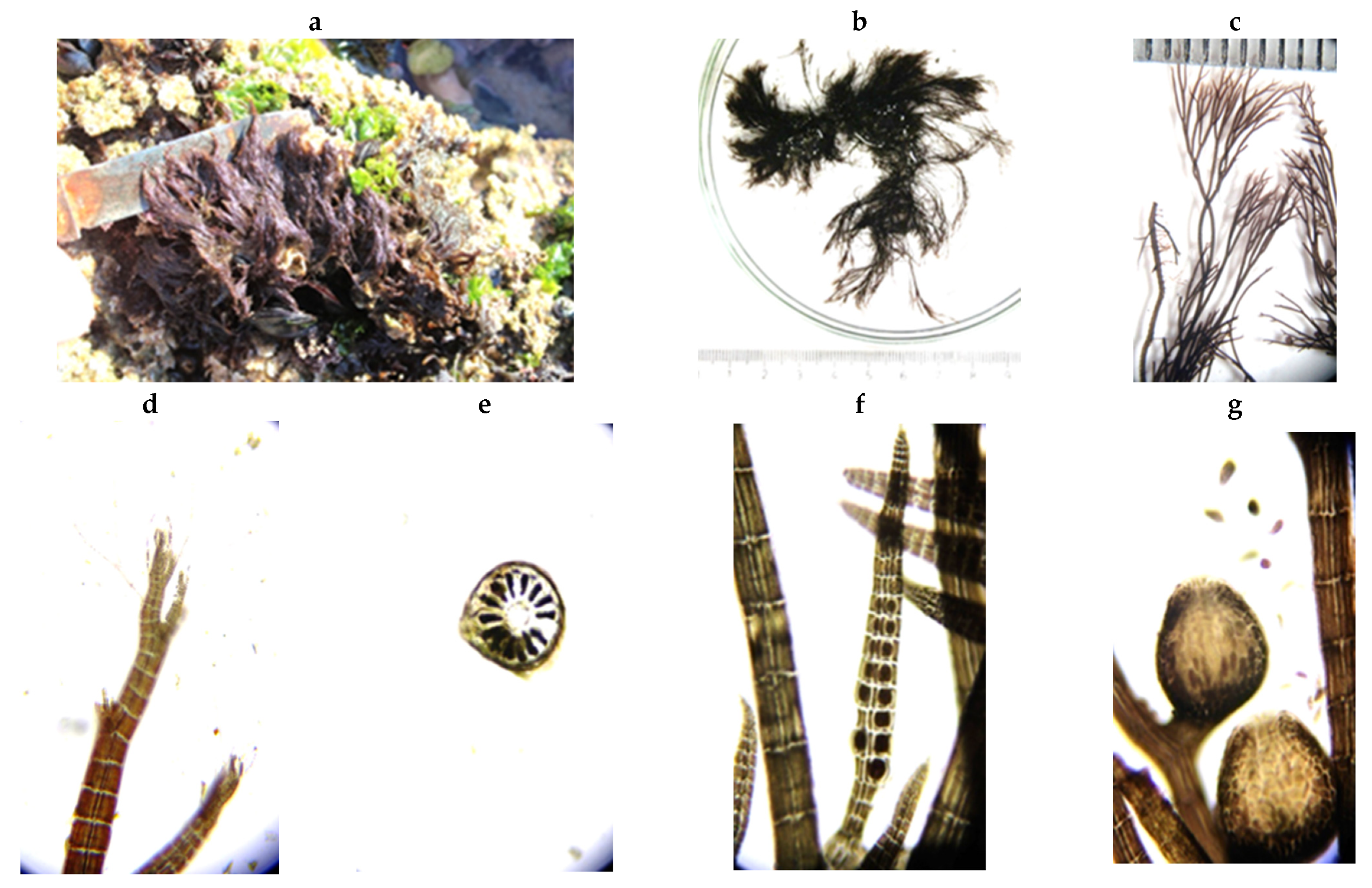 Encyclopedia 05 00176 g119