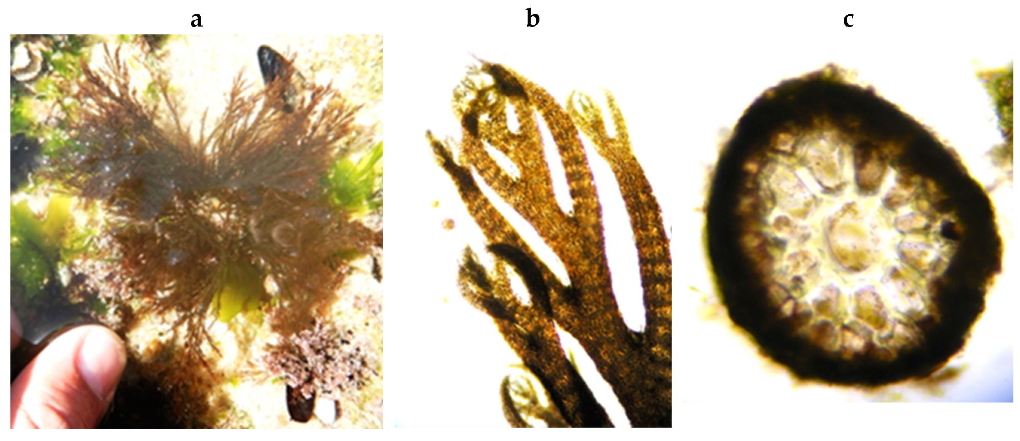 Encyclopedia 05 00176 g120