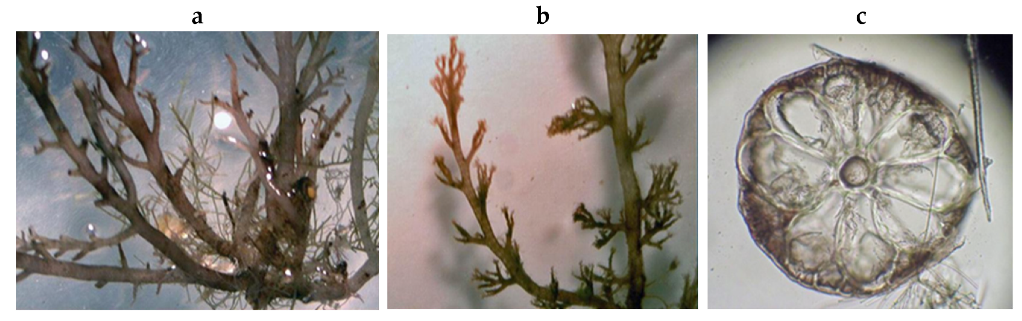 Encyclopedia 05 00176 g121