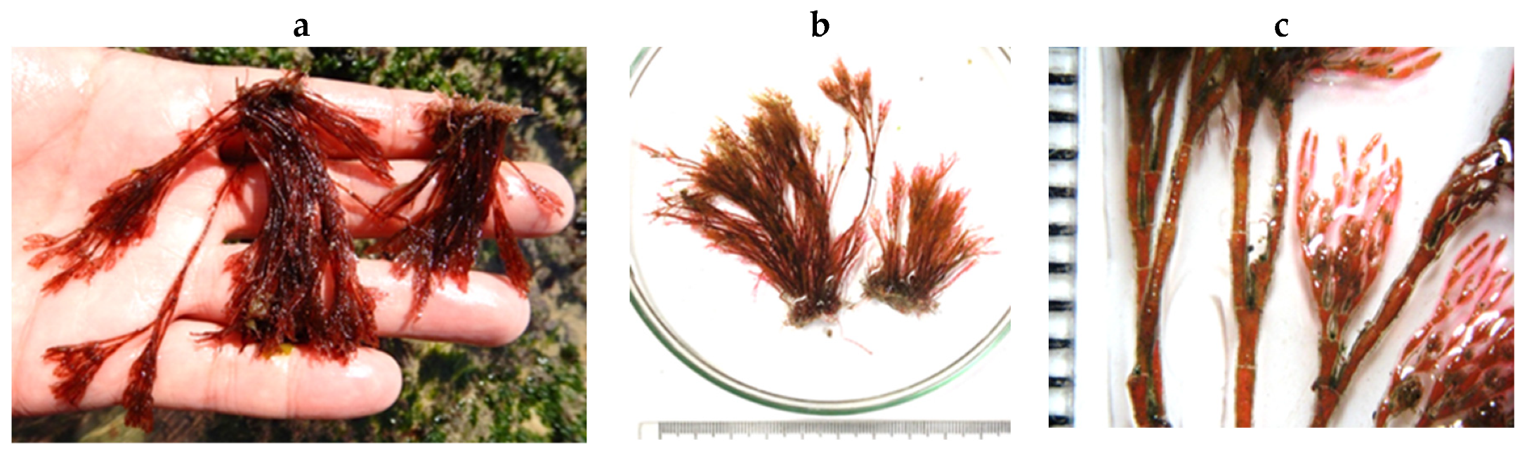 Encyclopedia 05 00176 g122