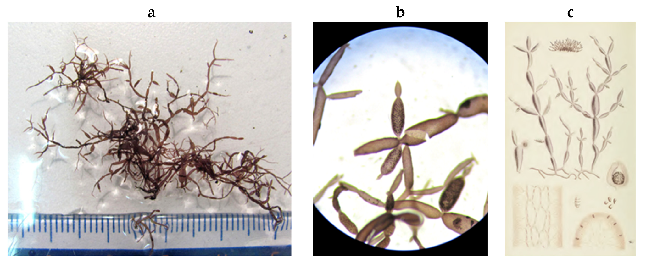 Encyclopedia 05 00176 g123