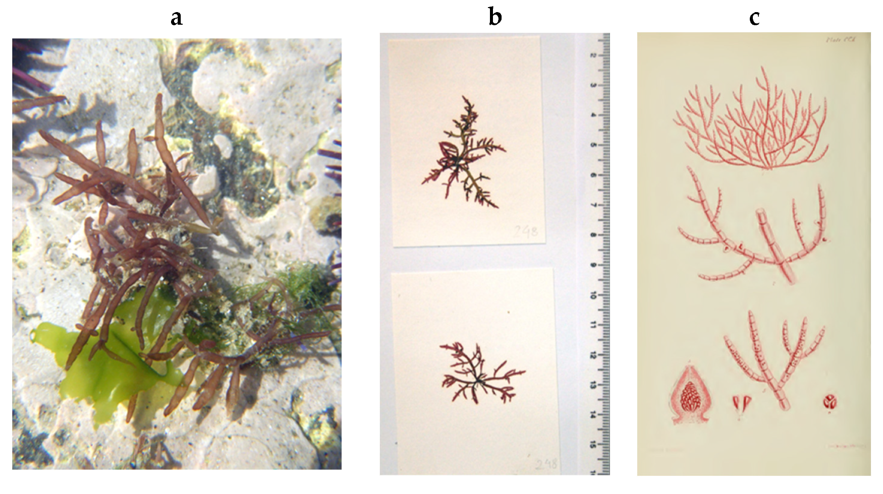 Encyclopedia 05 00176 g124