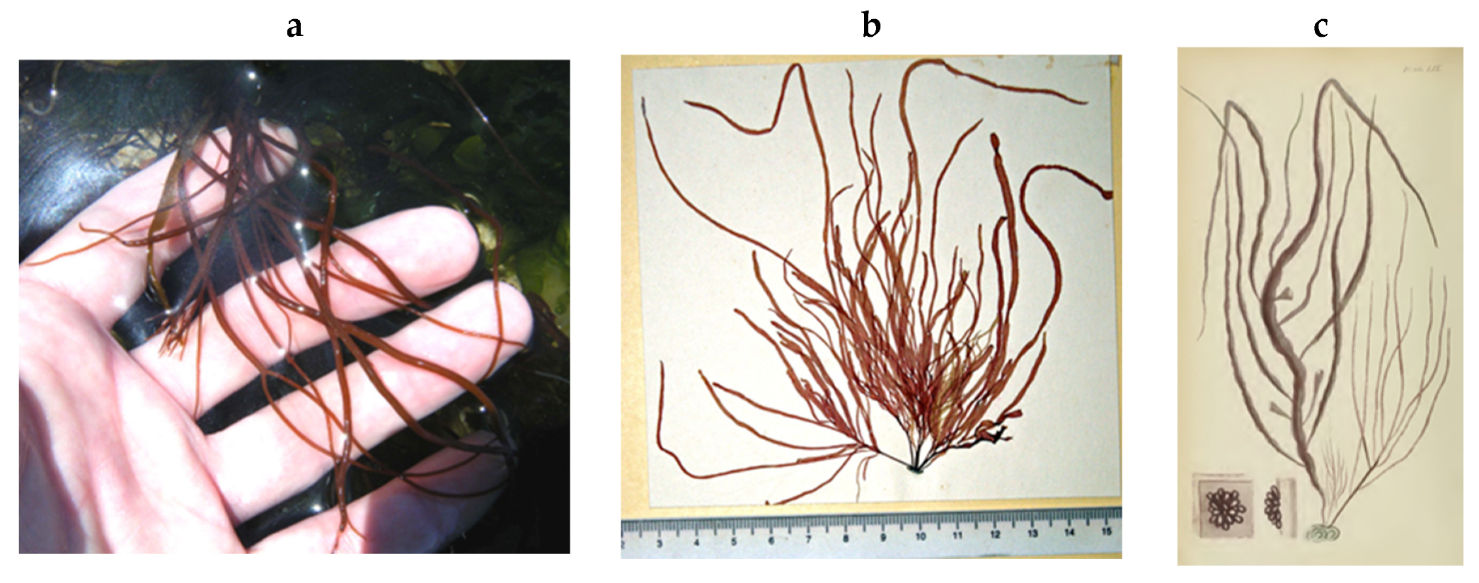 Encyclopedia 05 00176 g125