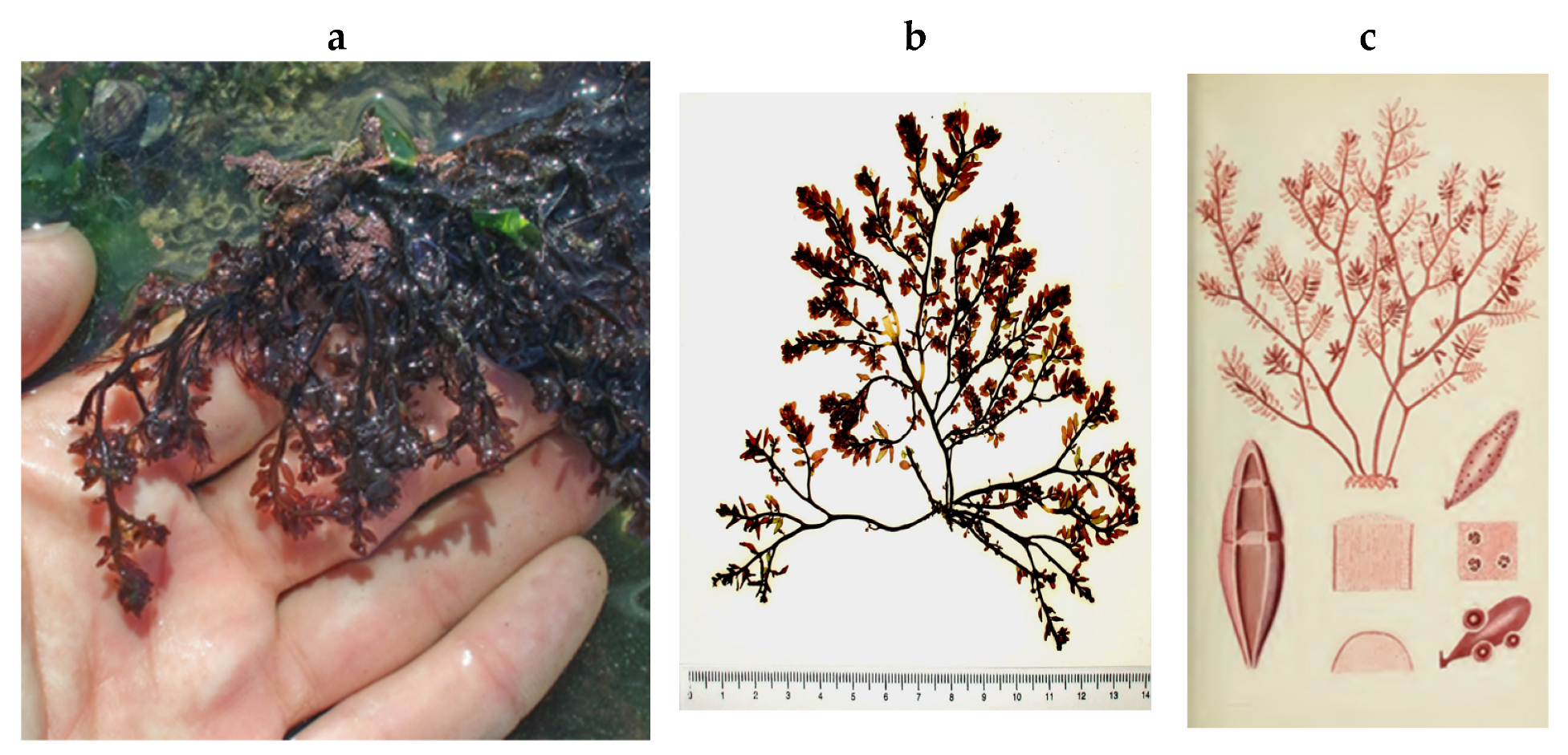 Encyclopedia 05 00176 g126