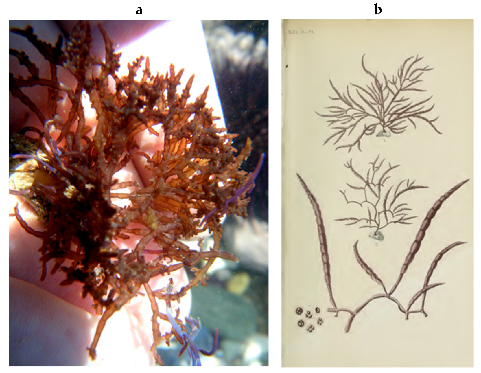 Encyclopedia 05 00176 g127