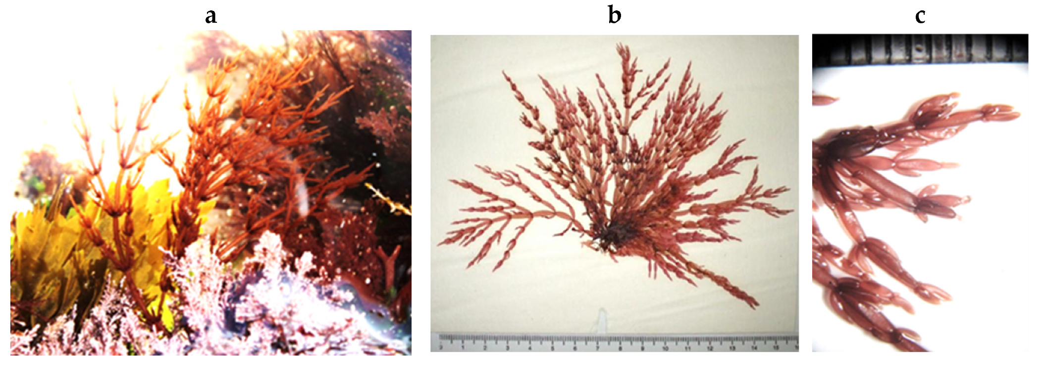 Encyclopedia 05 00176 g128