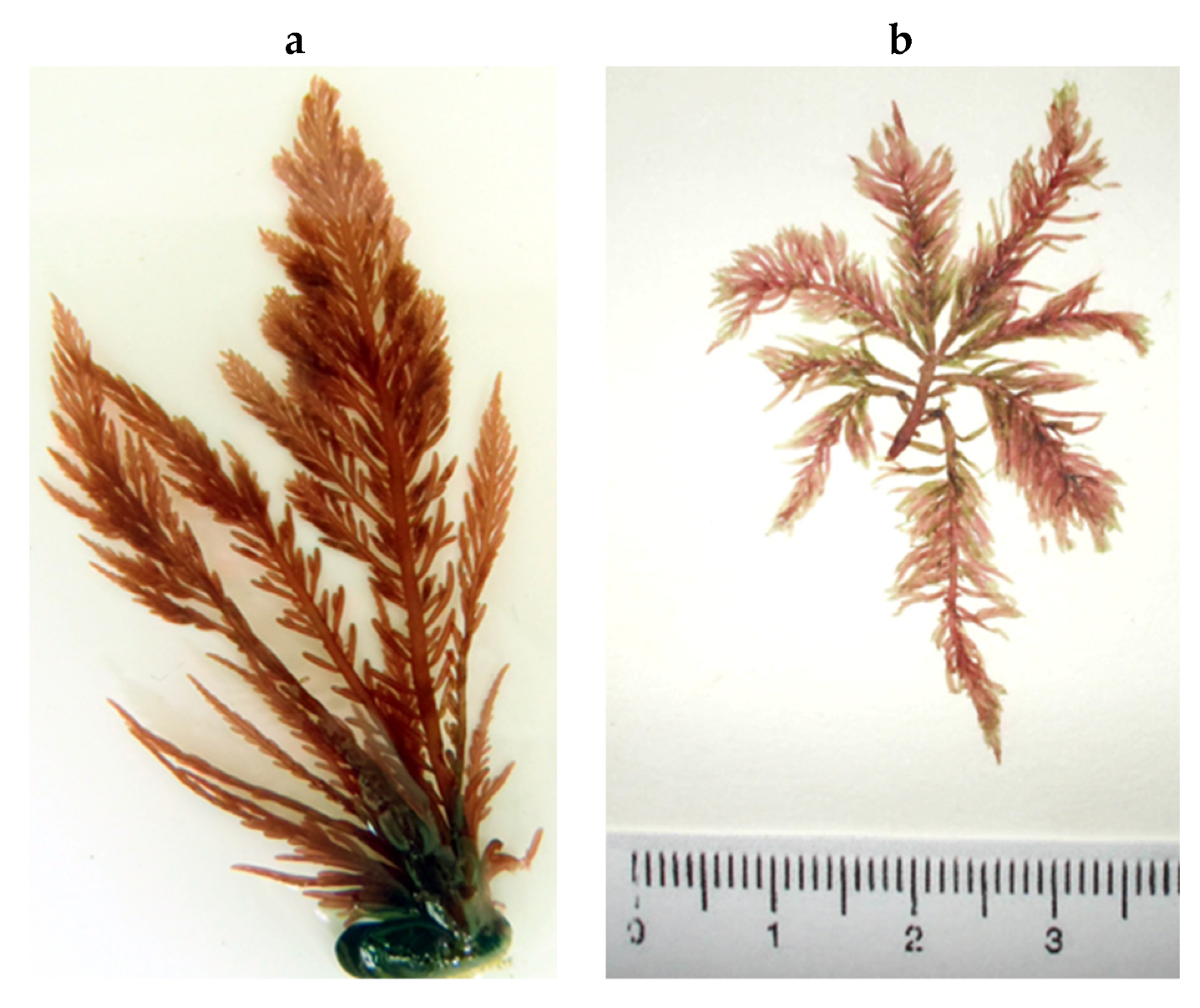 Encyclopedia 05 00176 g129