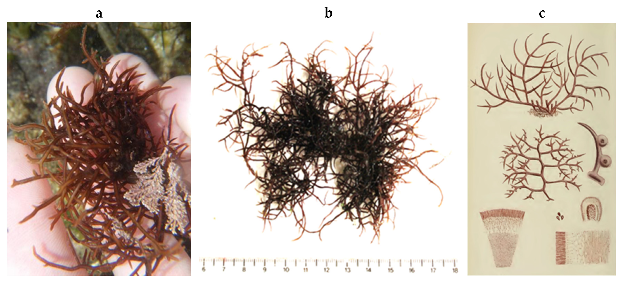 Encyclopedia 05 00176 g131