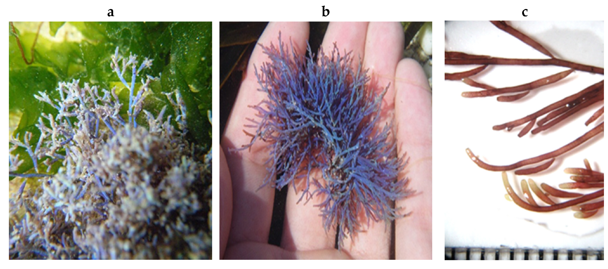 Encyclopedia 05 00176 g132