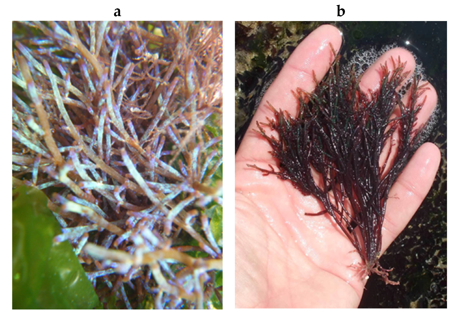 Encyclopedia 05 00176 g133