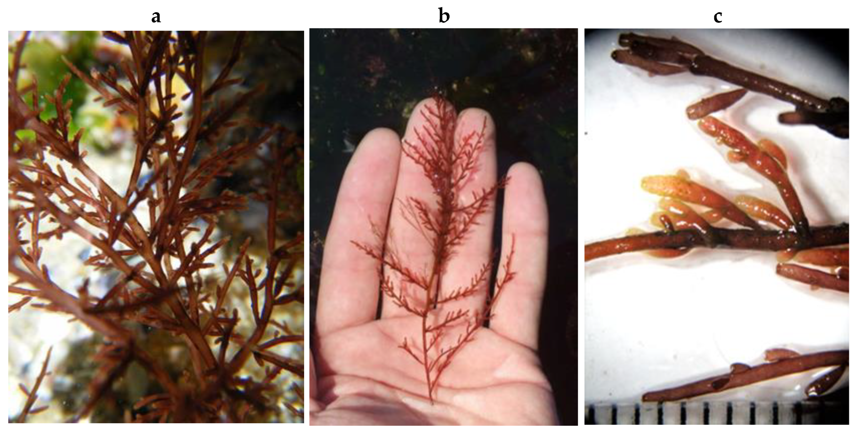 Encyclopedia 05 00176 g134