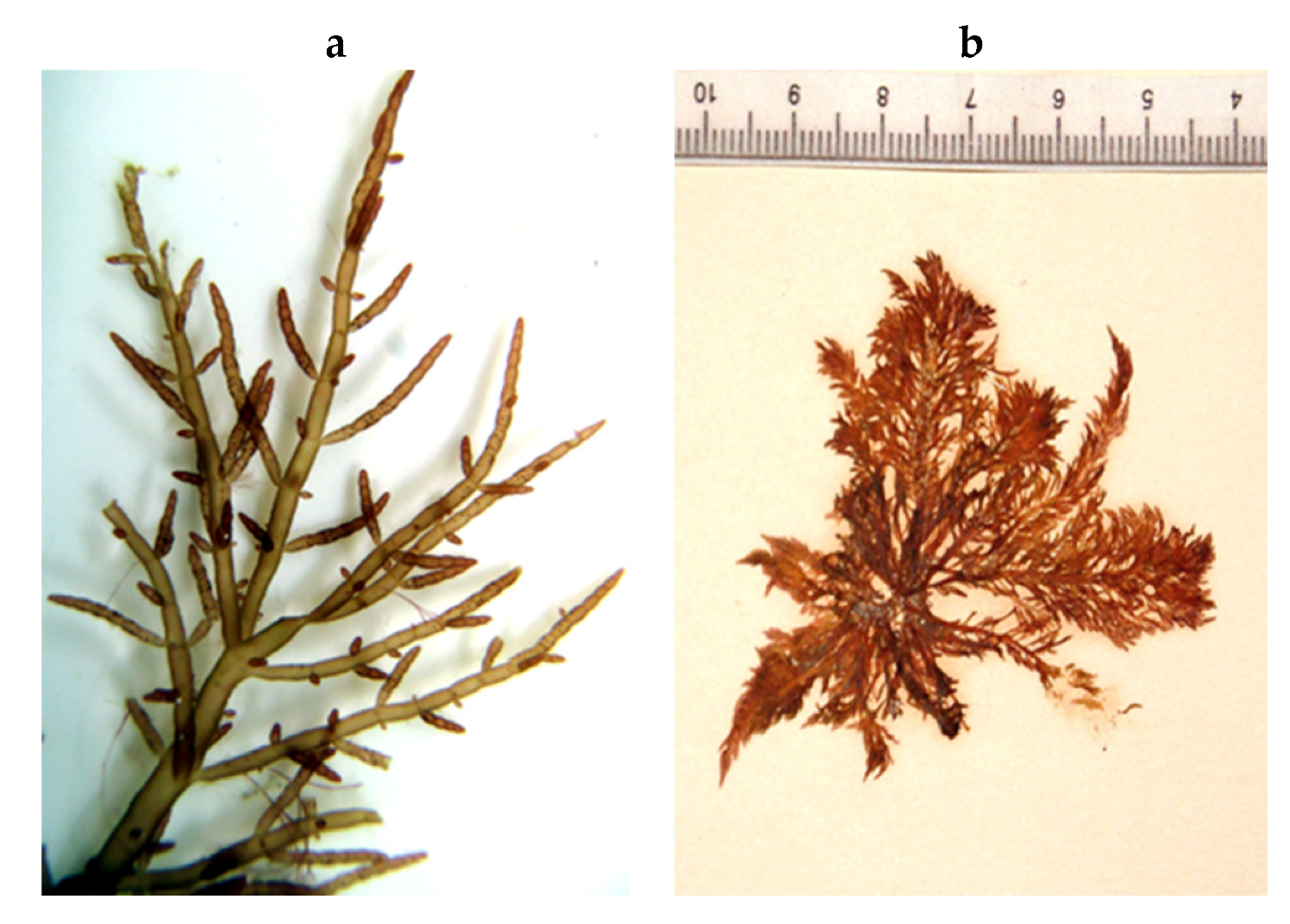 Encyclopedia 05 00176 g135