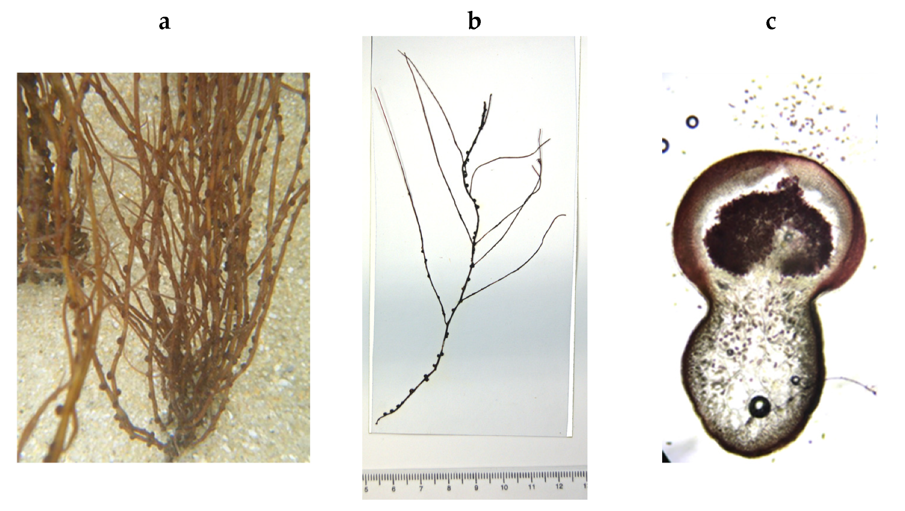 Encyclopedia 05 00176 g137