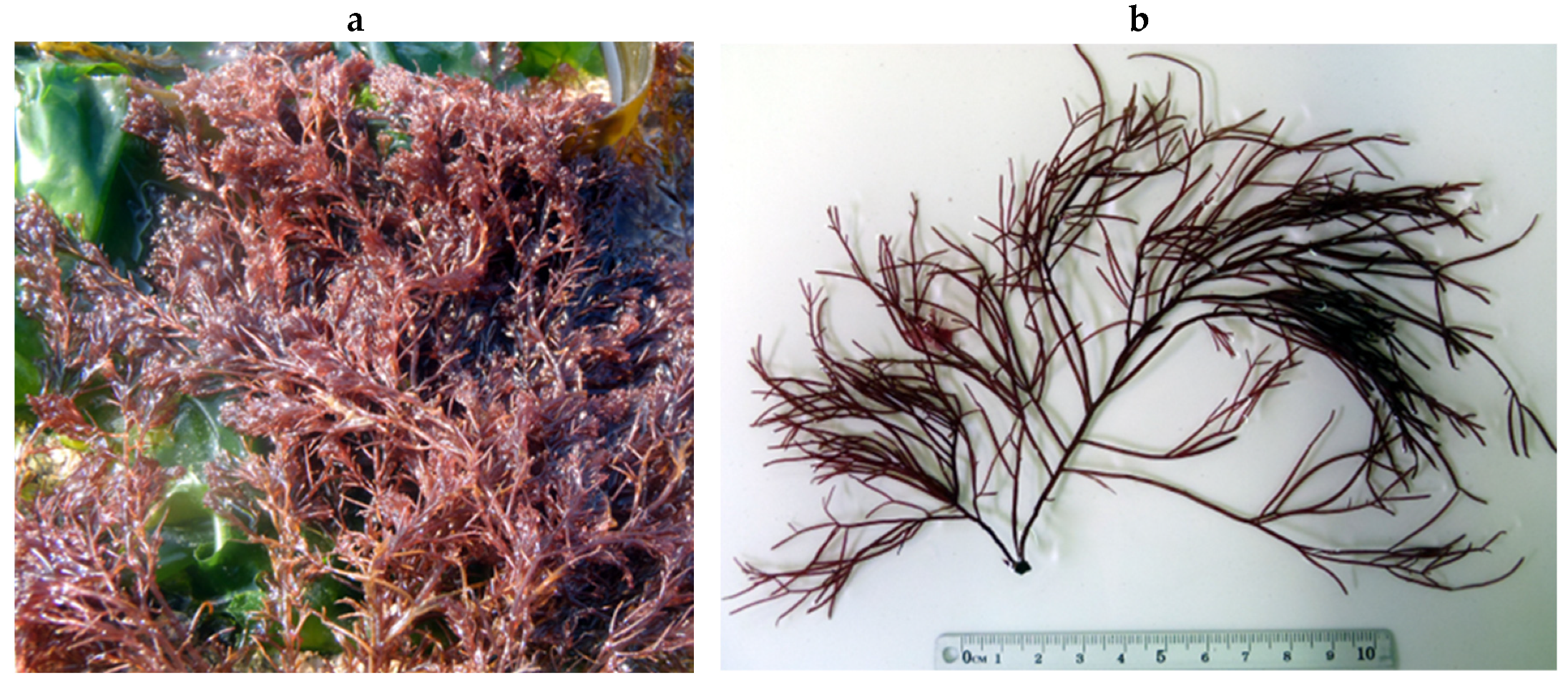 Encyclopedia 05 00176 g139