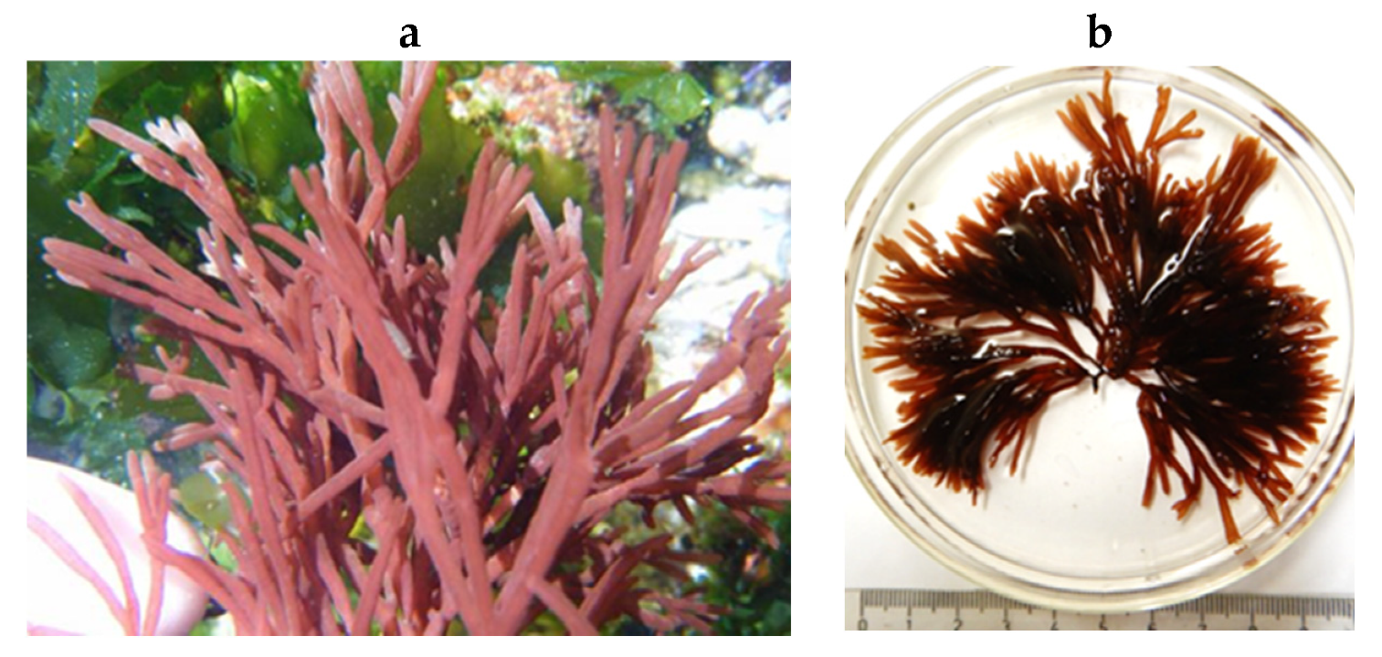 Encyclopedia 05 00176 g140