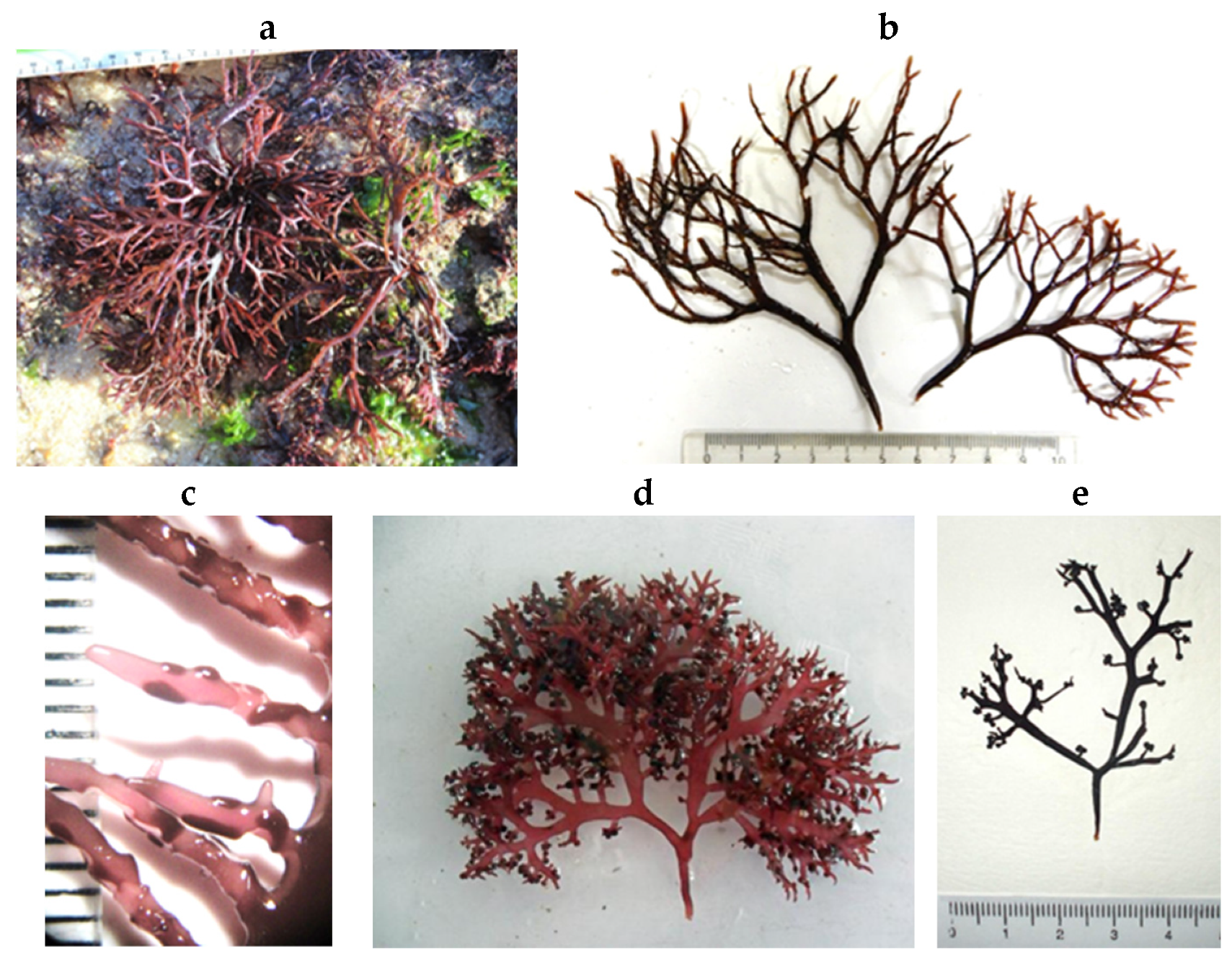 Encyclopedia 05 00176 g141