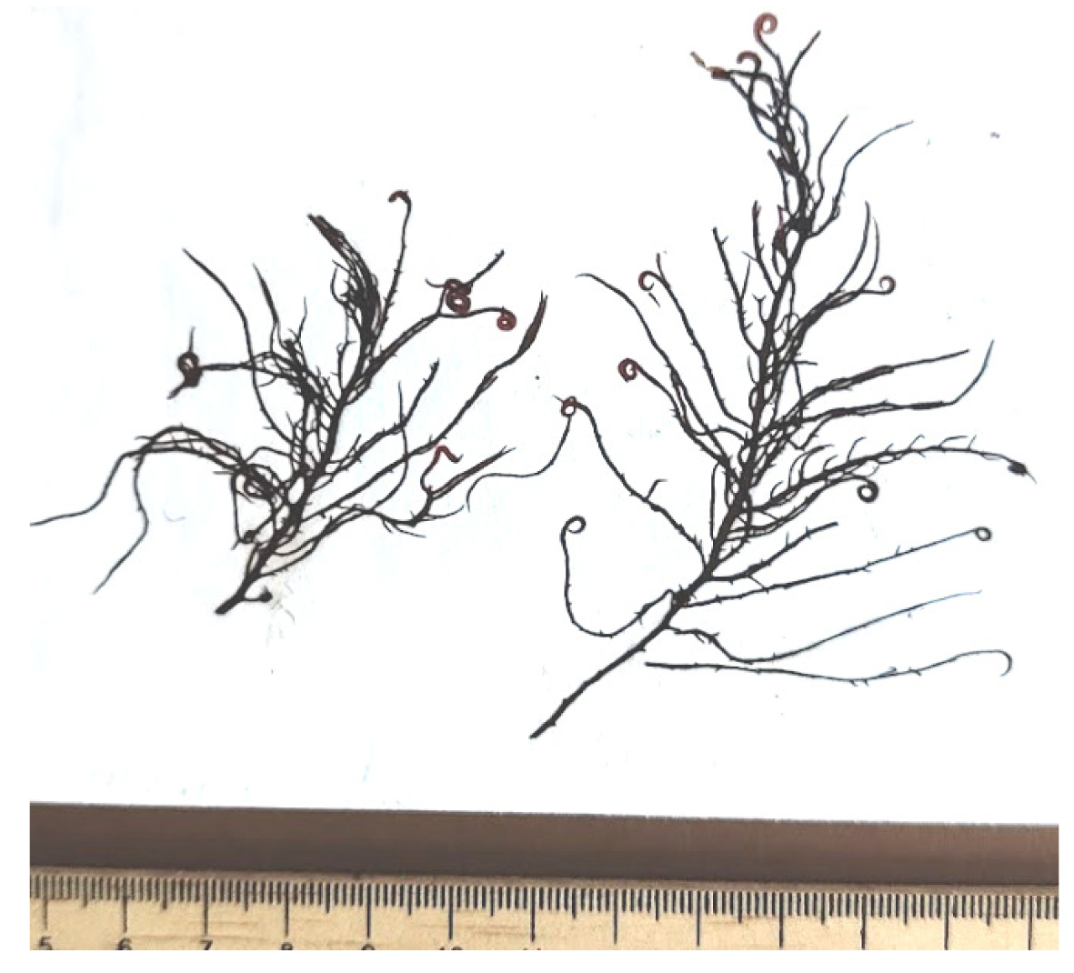 Encyclopedia 05 00176 g142