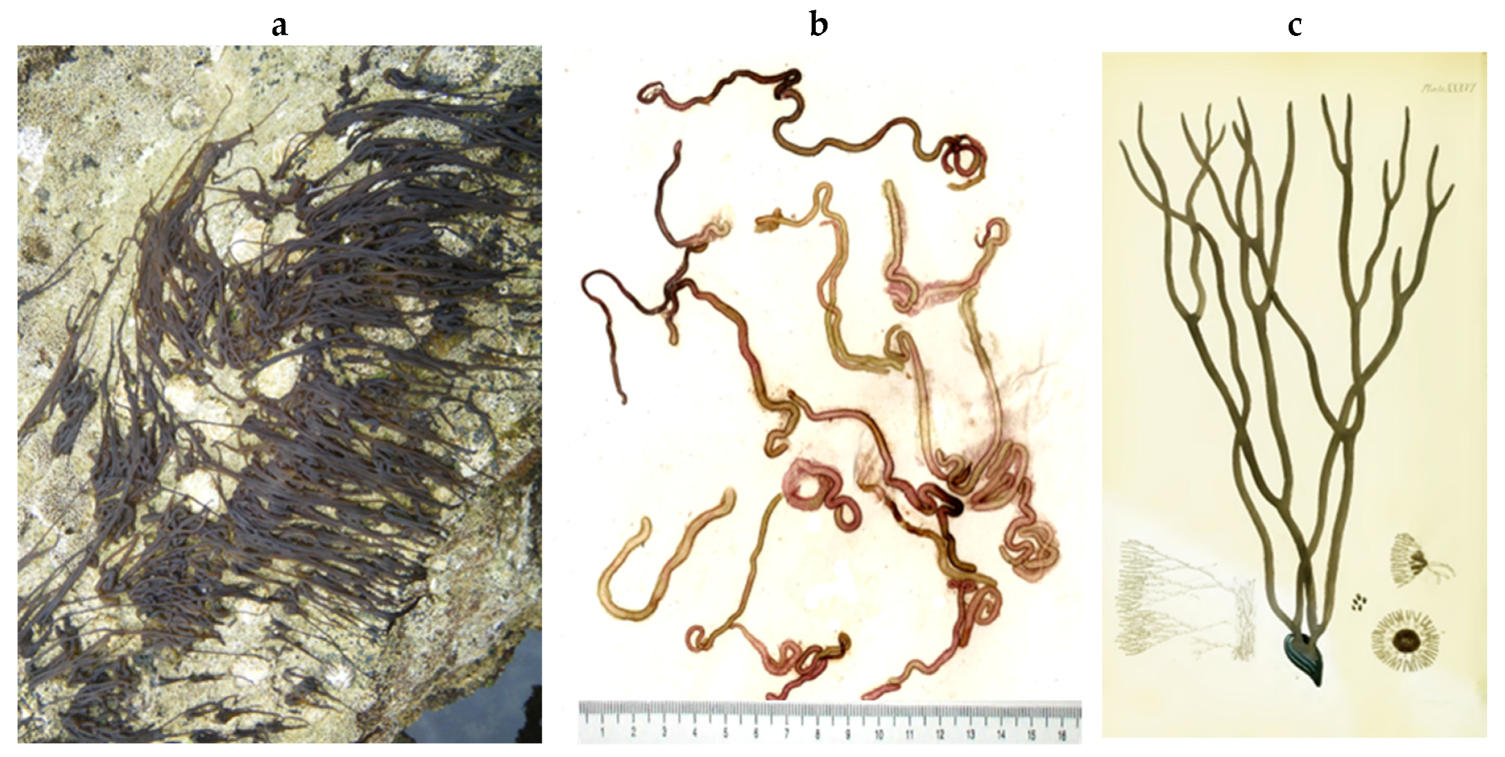 Encyclopedia 05 00176 g143