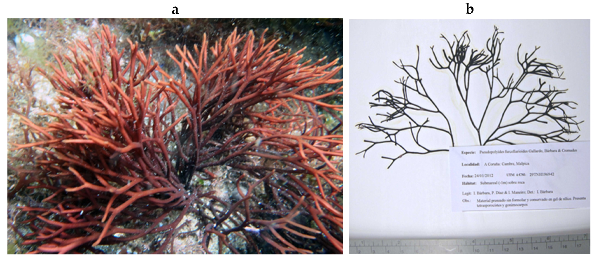 Encyclopedia 05 00176 g144