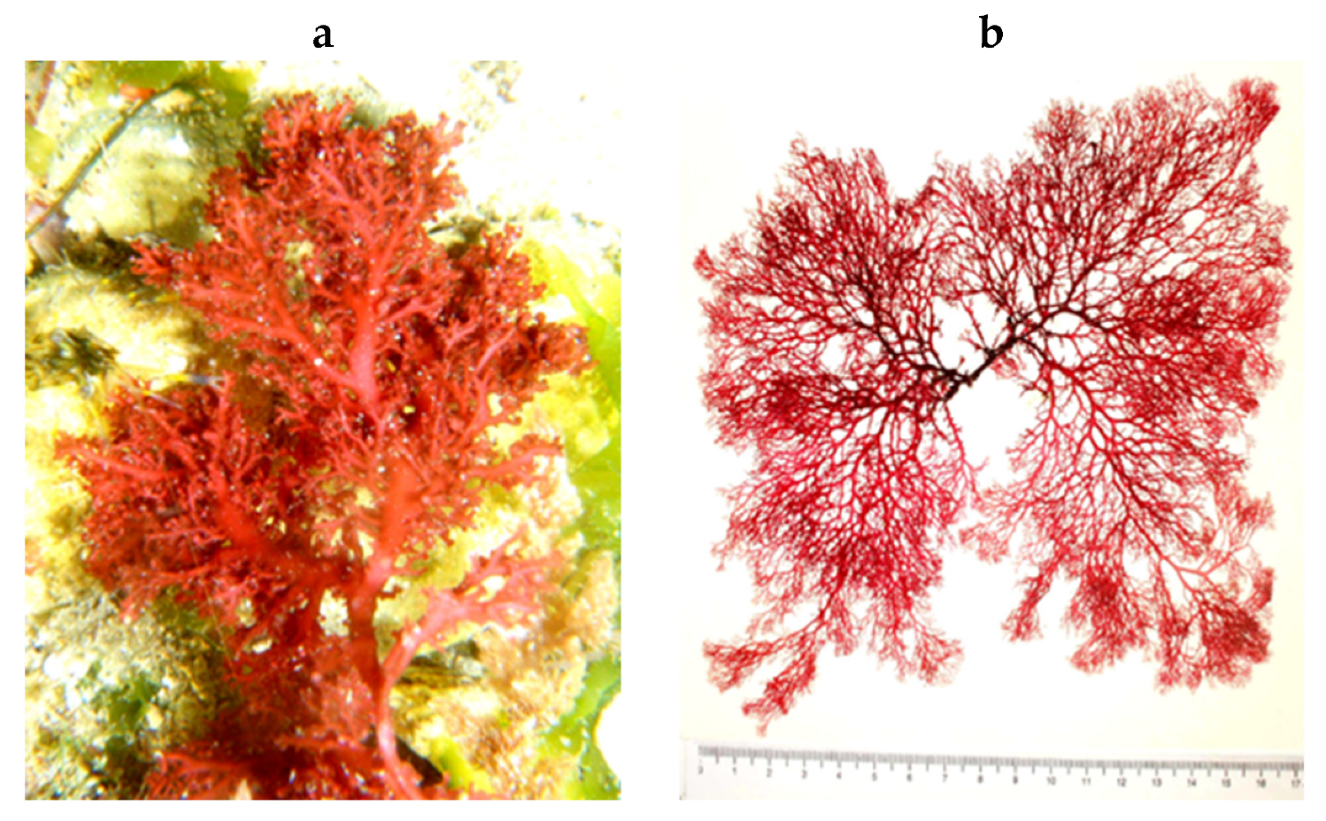 Encyclopedia 05 00176 g145