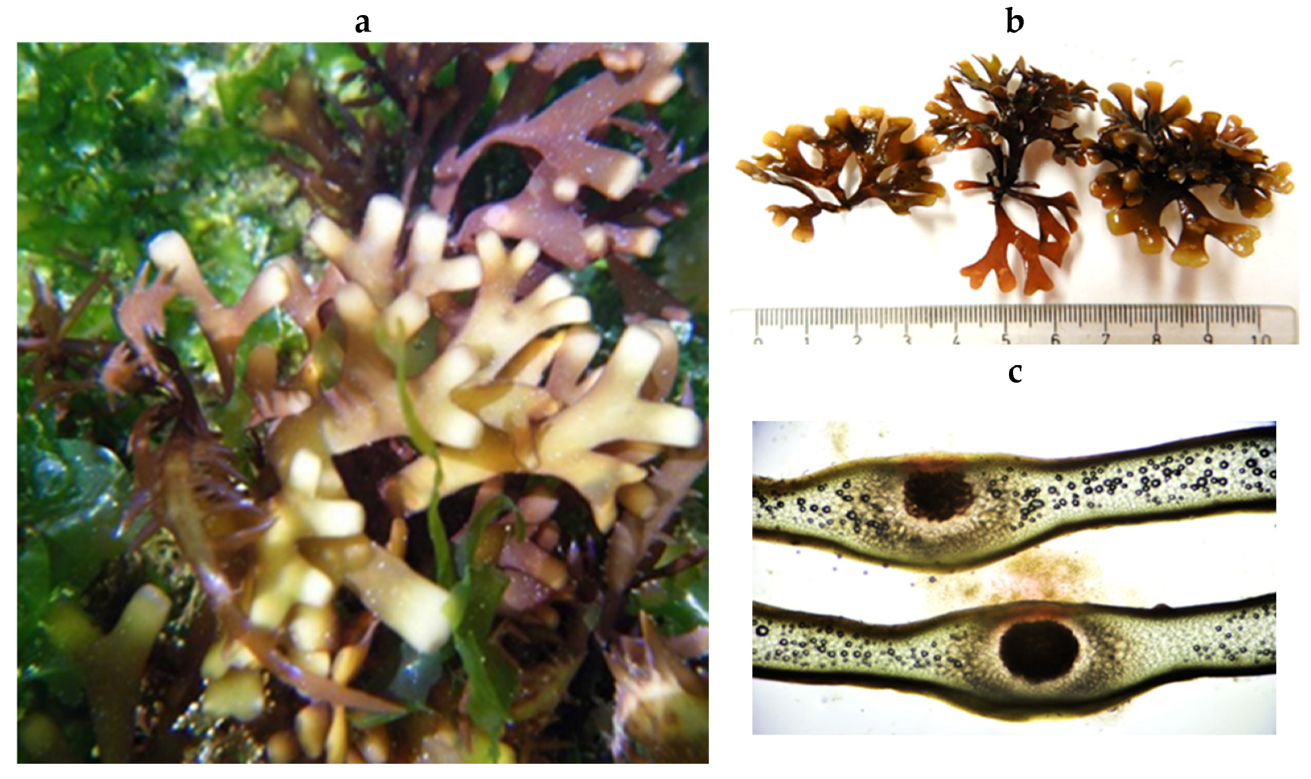 Encyclopedia 05 00176 g146