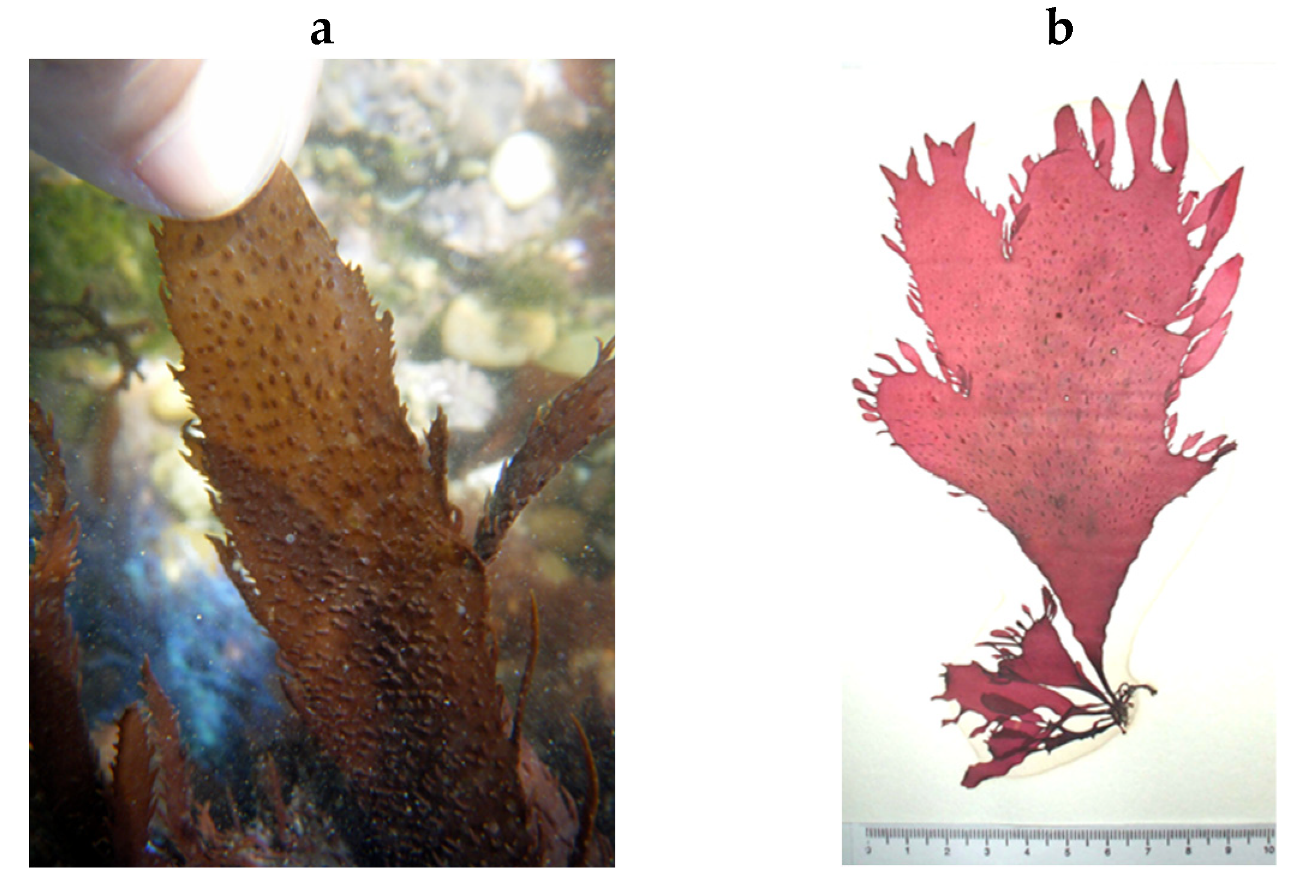 Encyclopedia 05 00176 g147