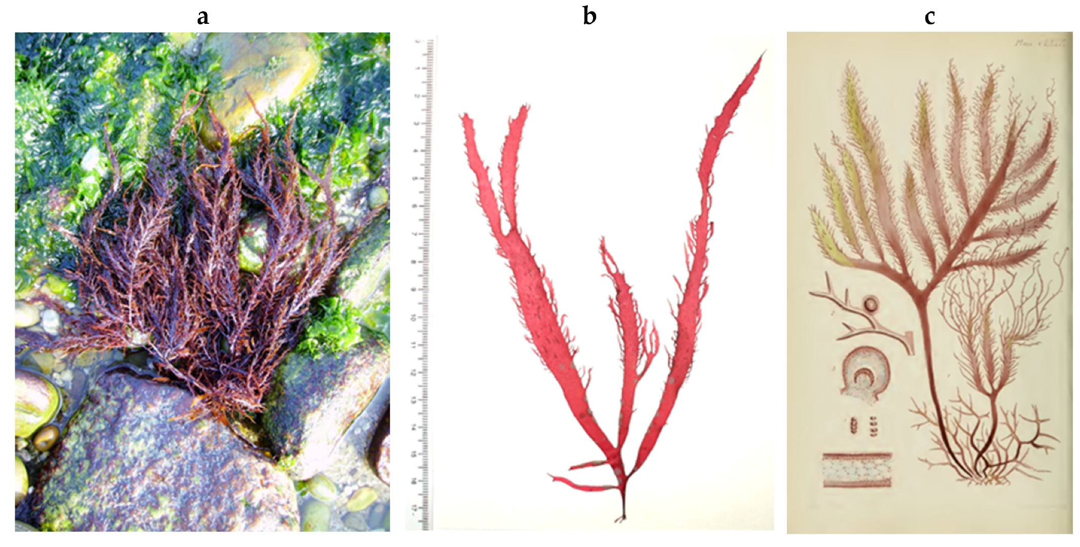 Encyclopedia 05 00176 g148