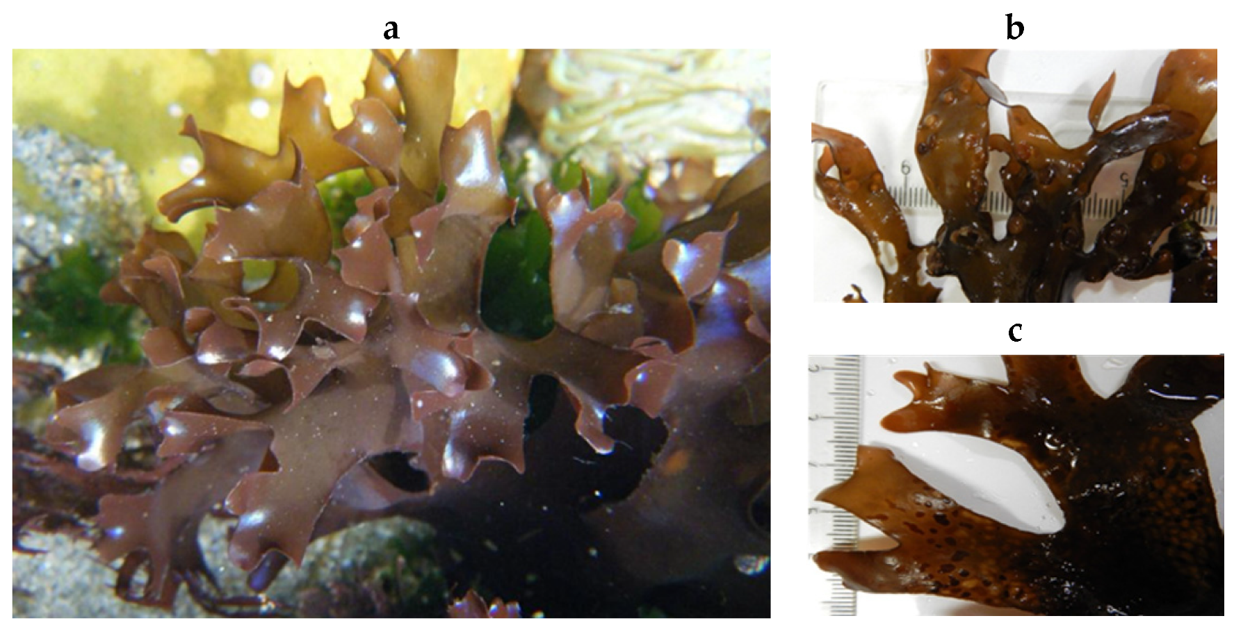 Encyclopedia 05 00176 g149