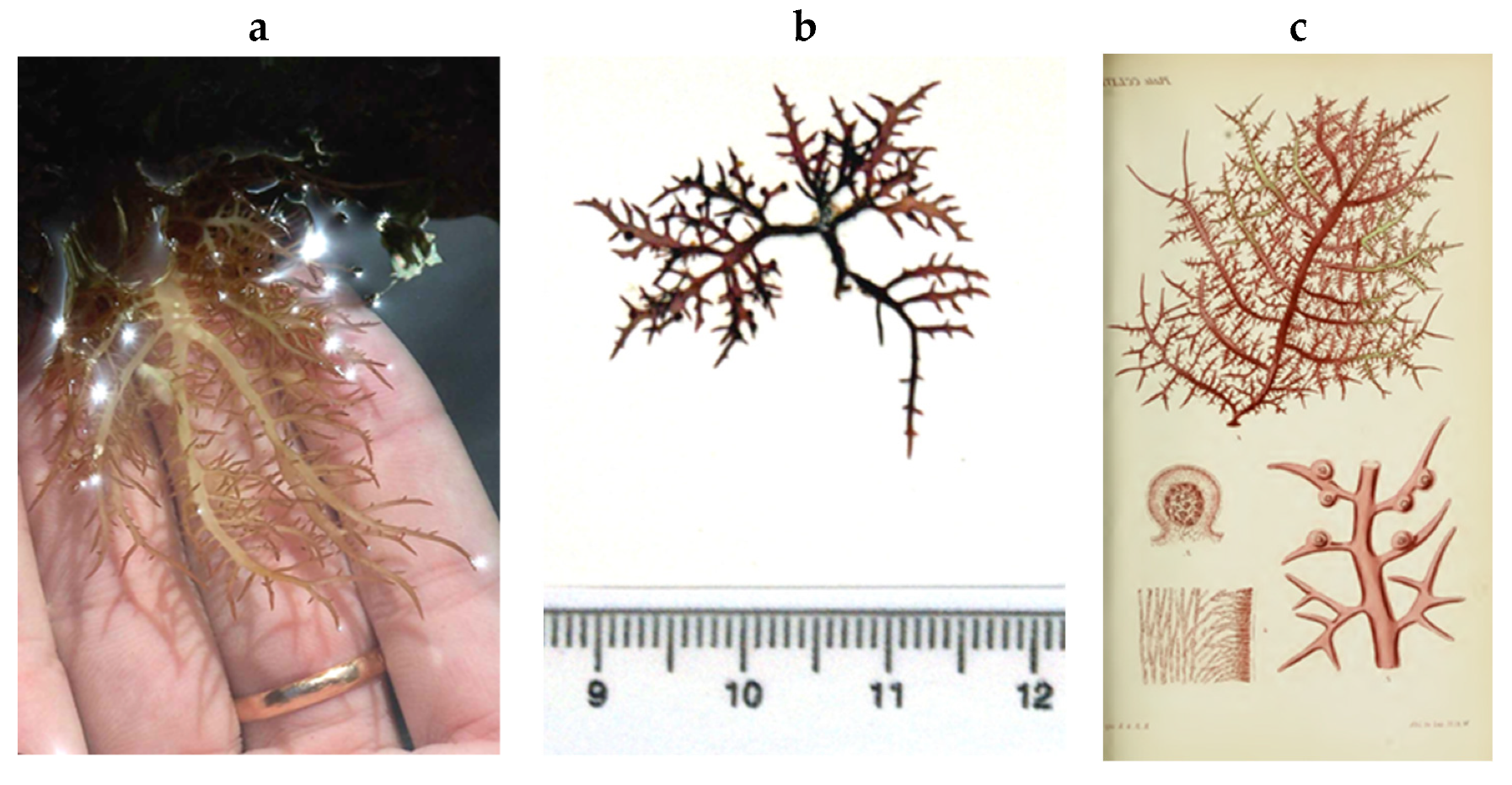 Encyclopedia 05 00176 g150