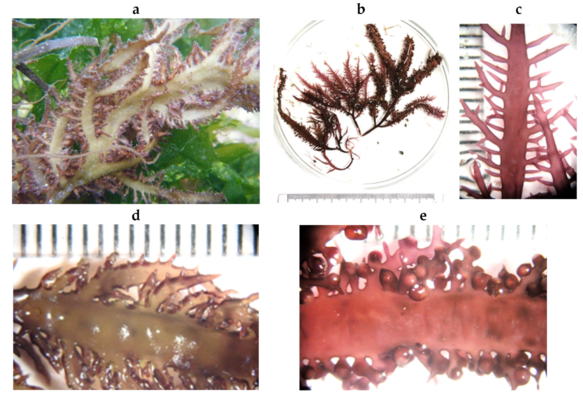 Encyclopedia 05 00176 g151