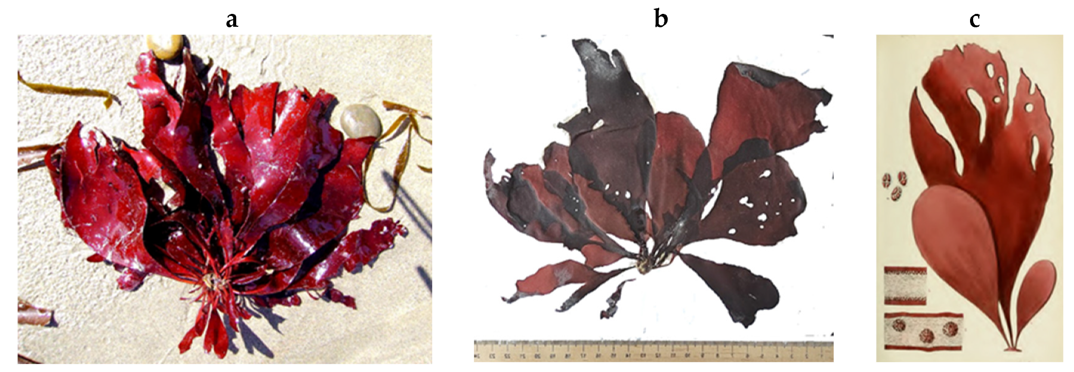 Encyclopedia 05 00176 g152