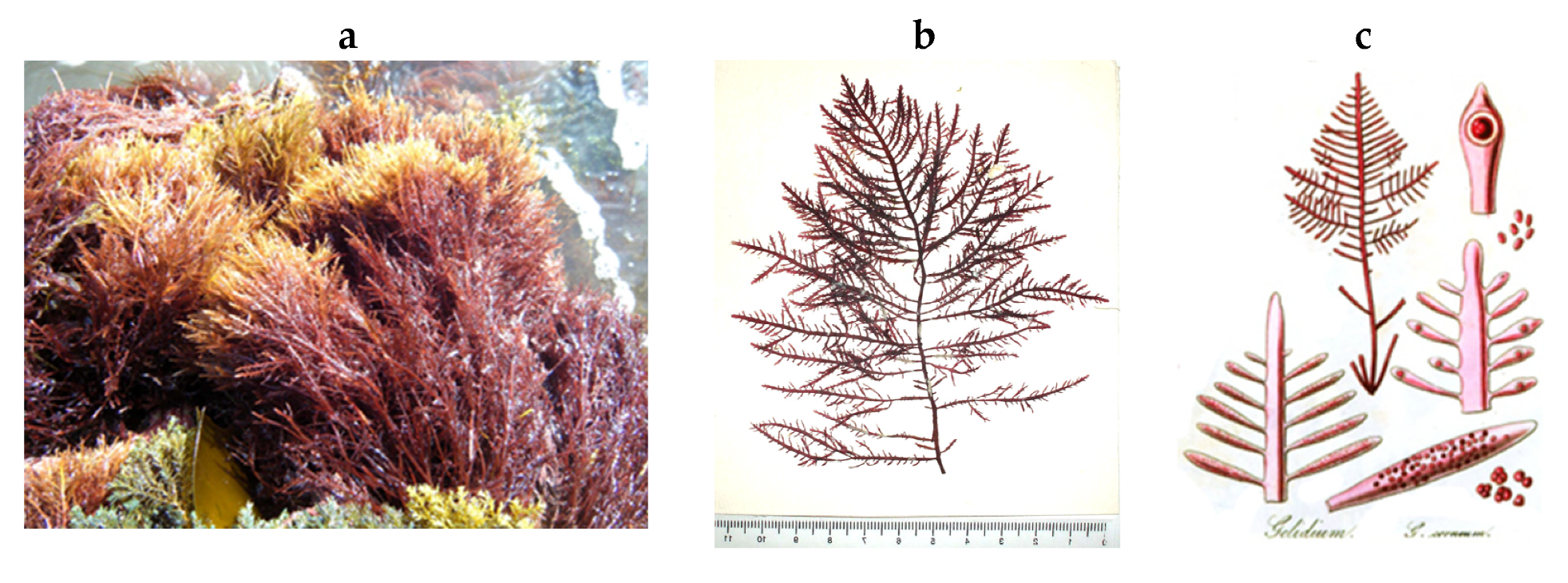 Encyclopedia 05 00176 g153