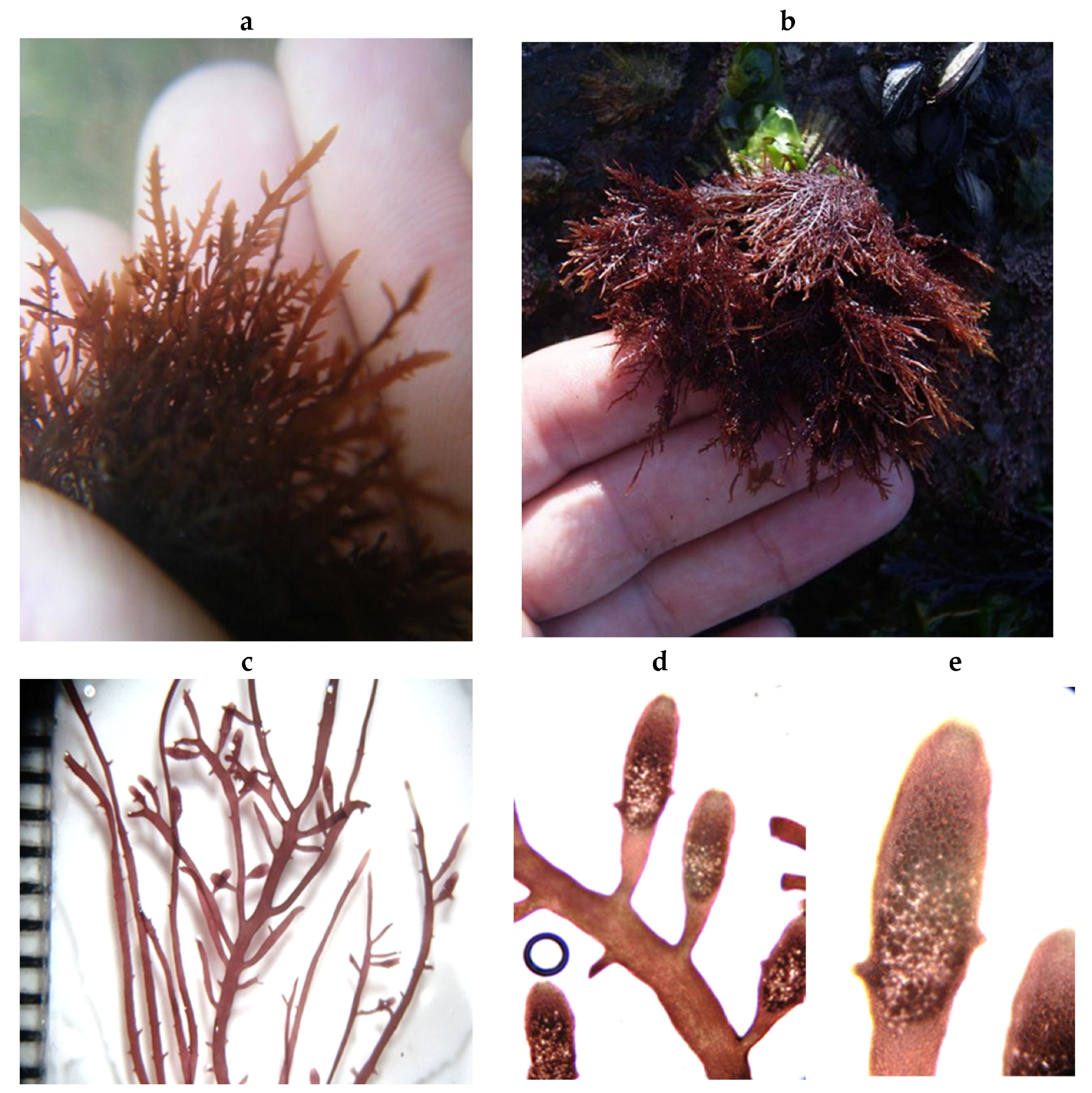 Encyclopedia 05 00176 g154