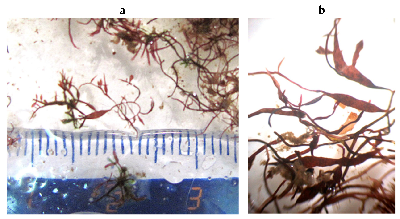 Encyclopedia 05 00176 g155