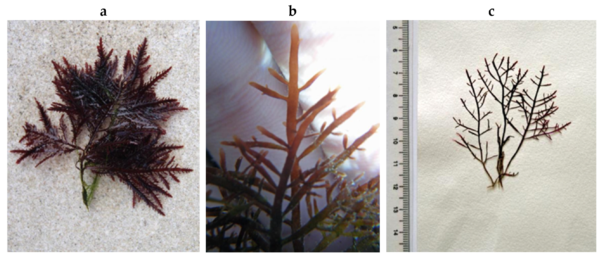 Encyclopedia 05 00176 g156