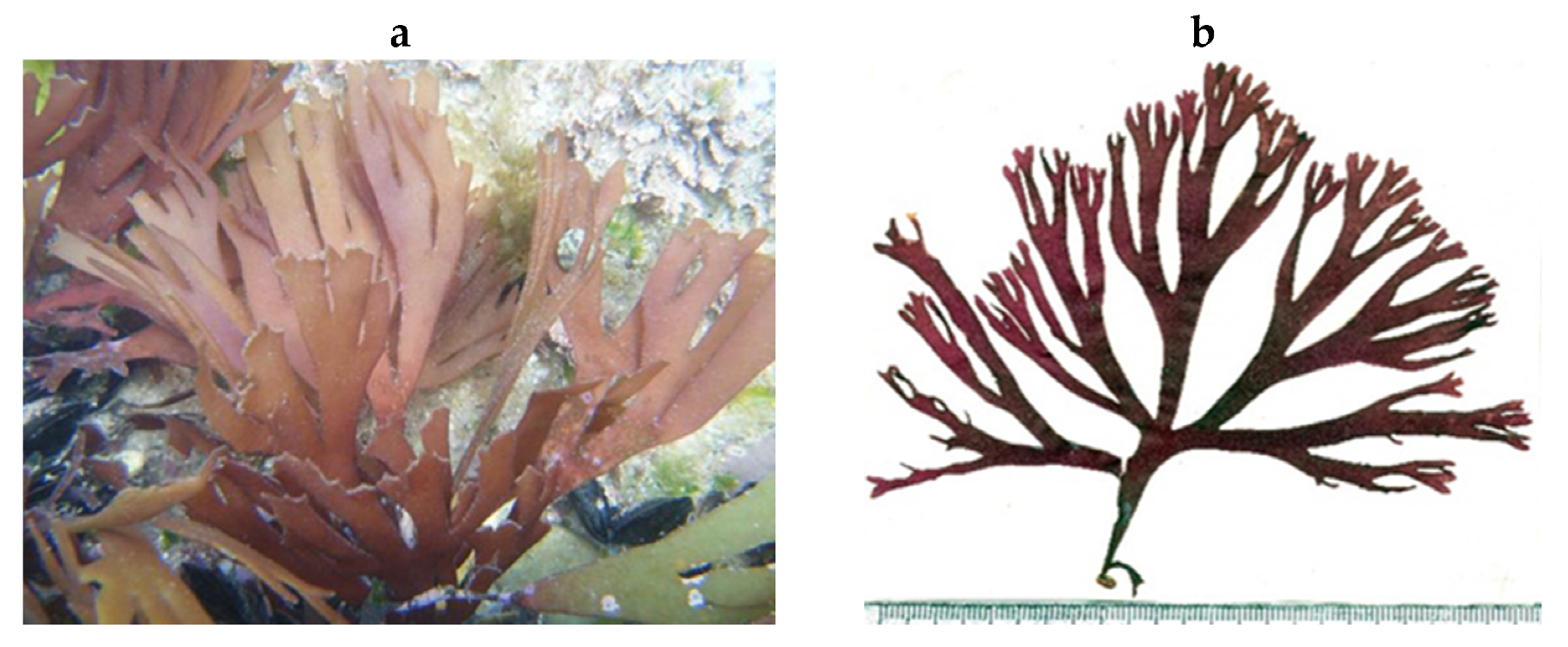 Encyclopedia 05 00176 g157