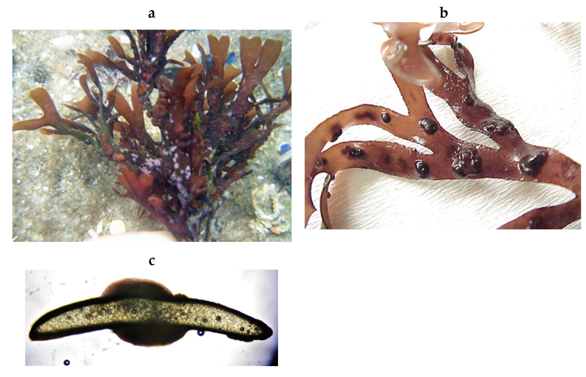 Encyclopedia 05 00176 g159