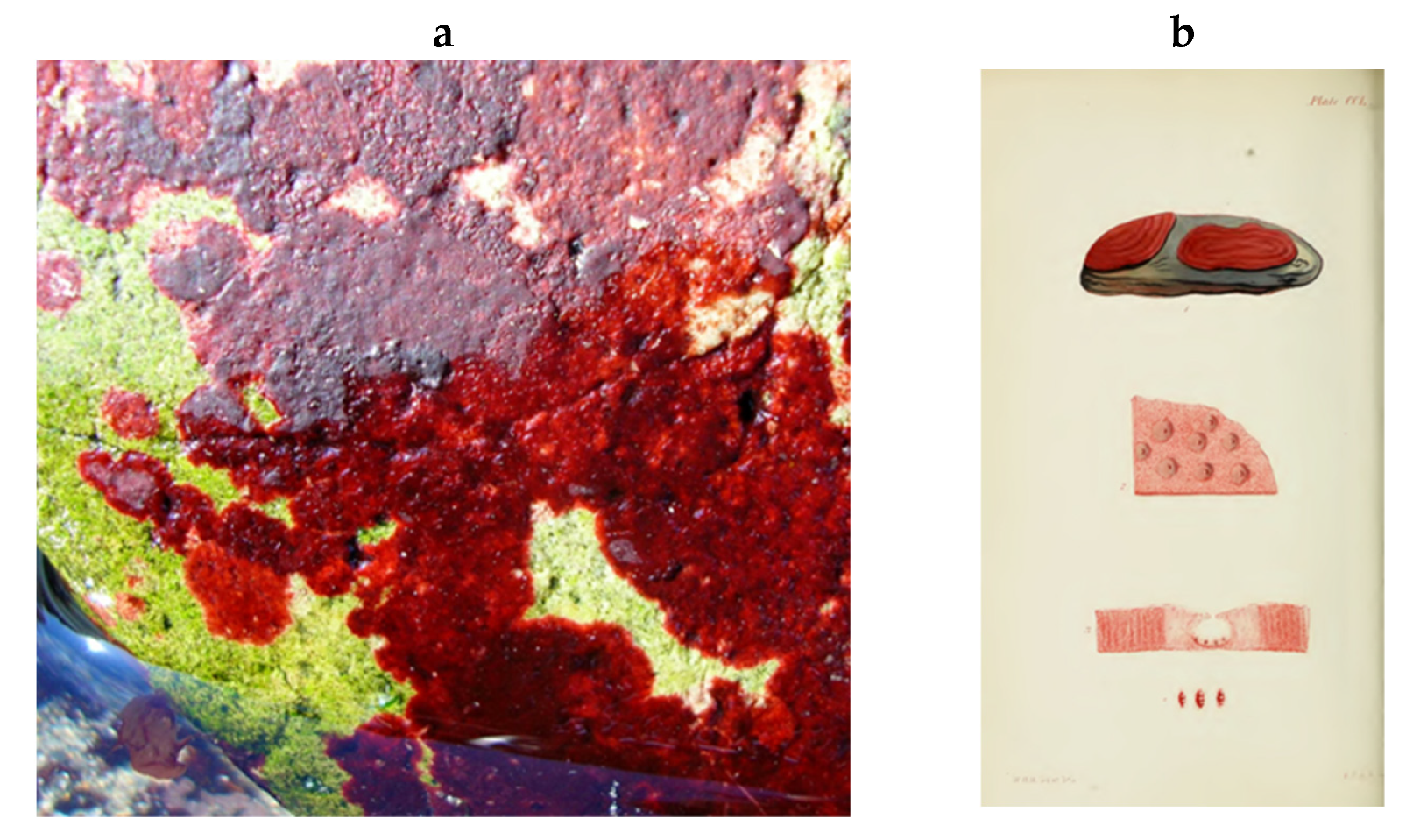 Encyclopedia 05 00176 g160