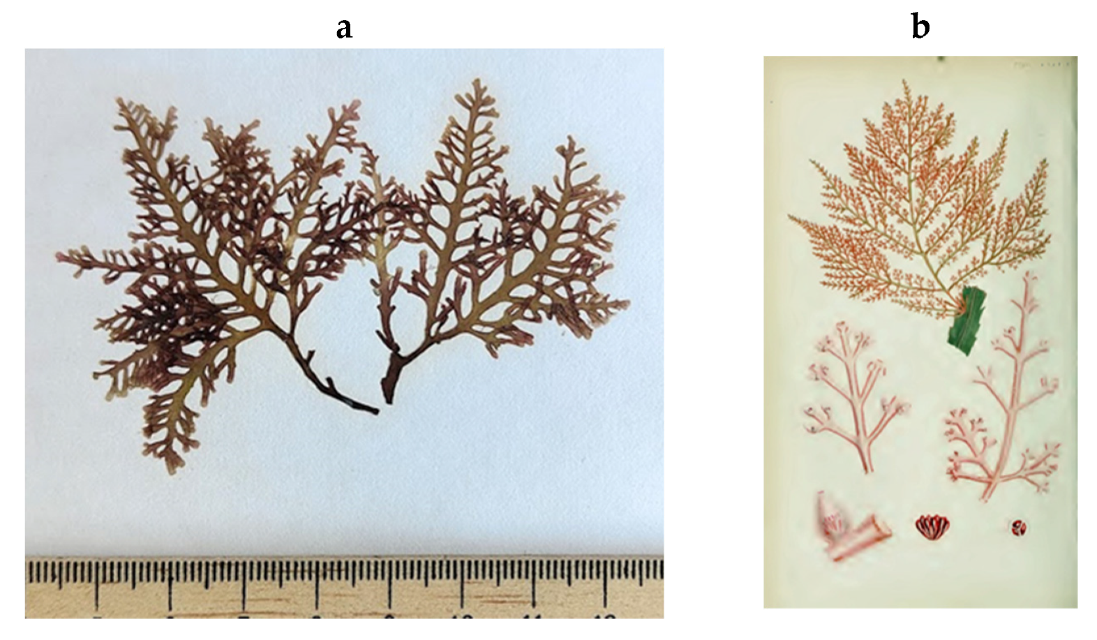 Encyclopedia 05 00176 g161