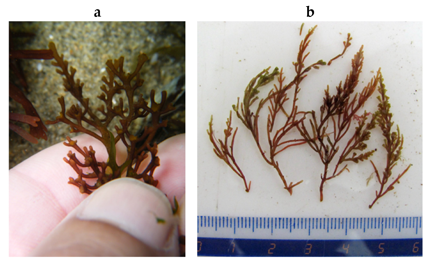 Encyclopedia 05 00176 g162