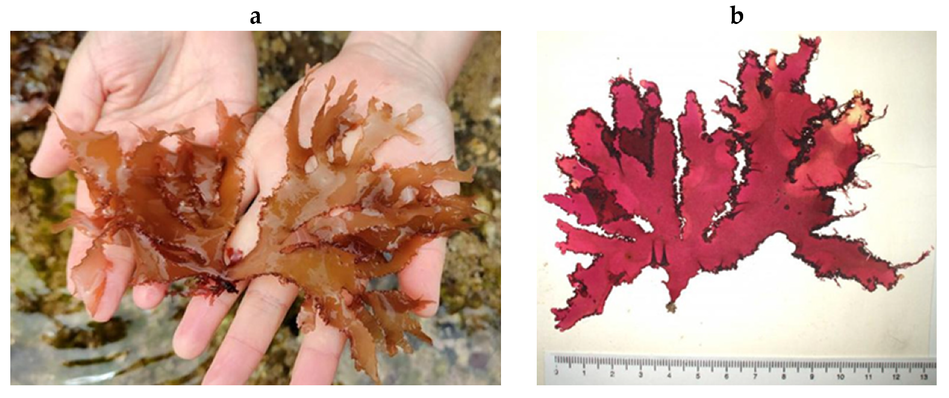 Encyclopedia 05 00176 g163