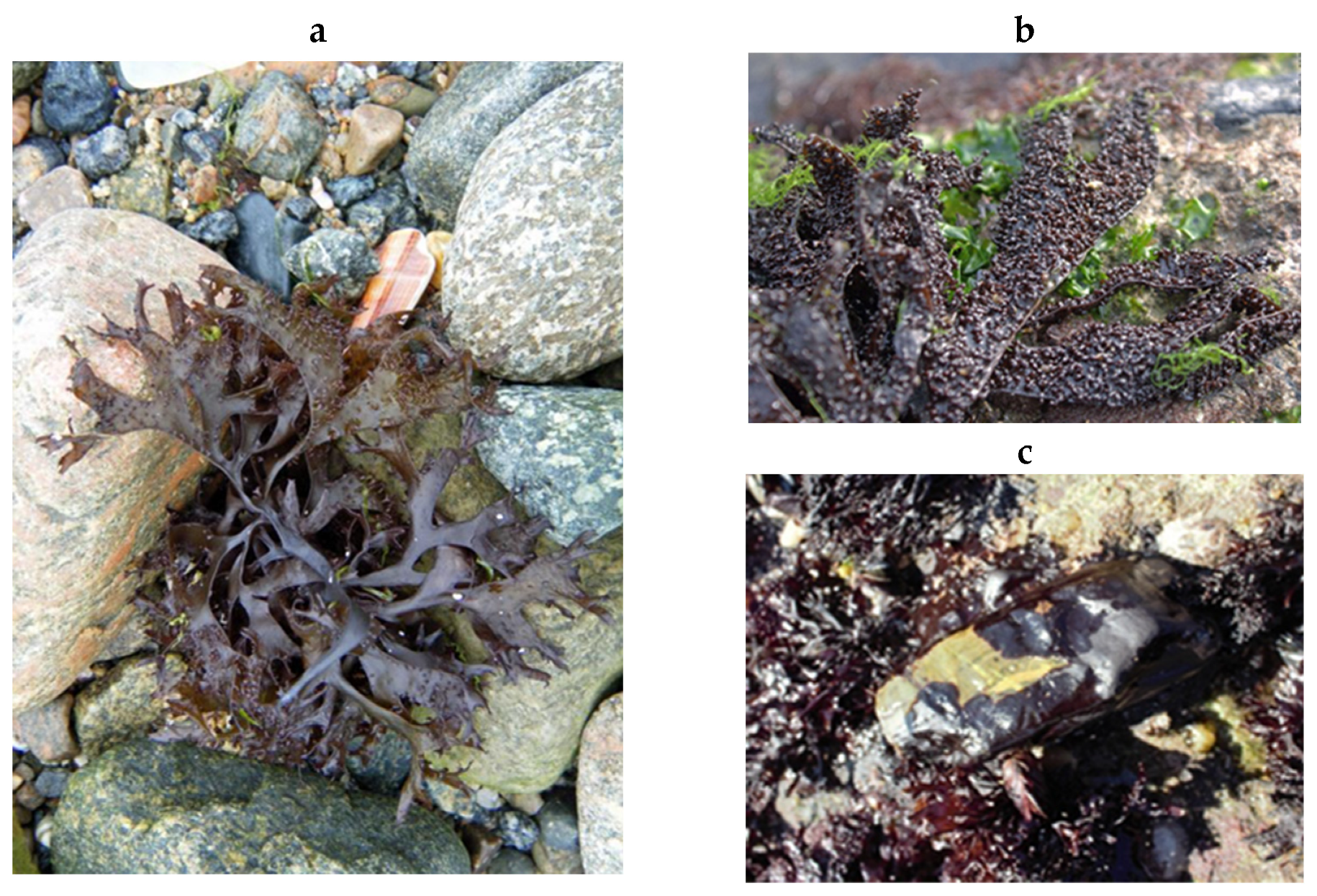 Encyclopedia 05 00176 g164