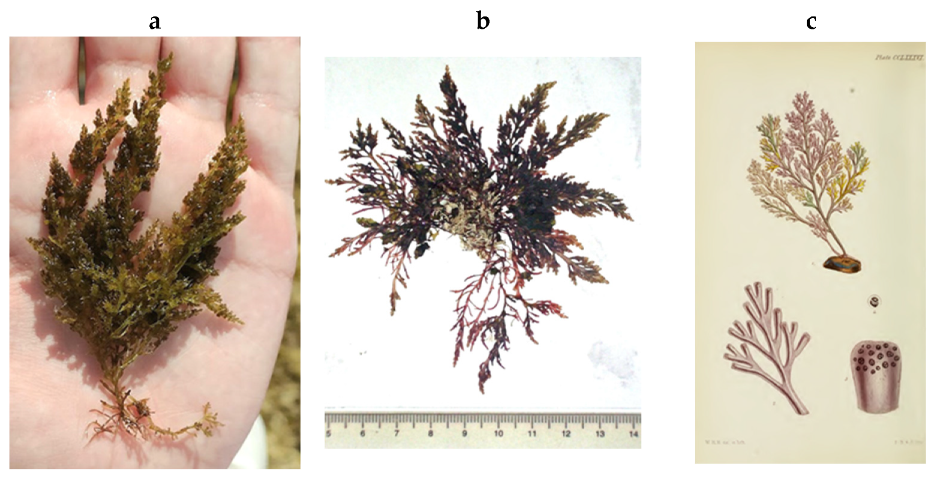 Encyclopedia 05 00176 g165