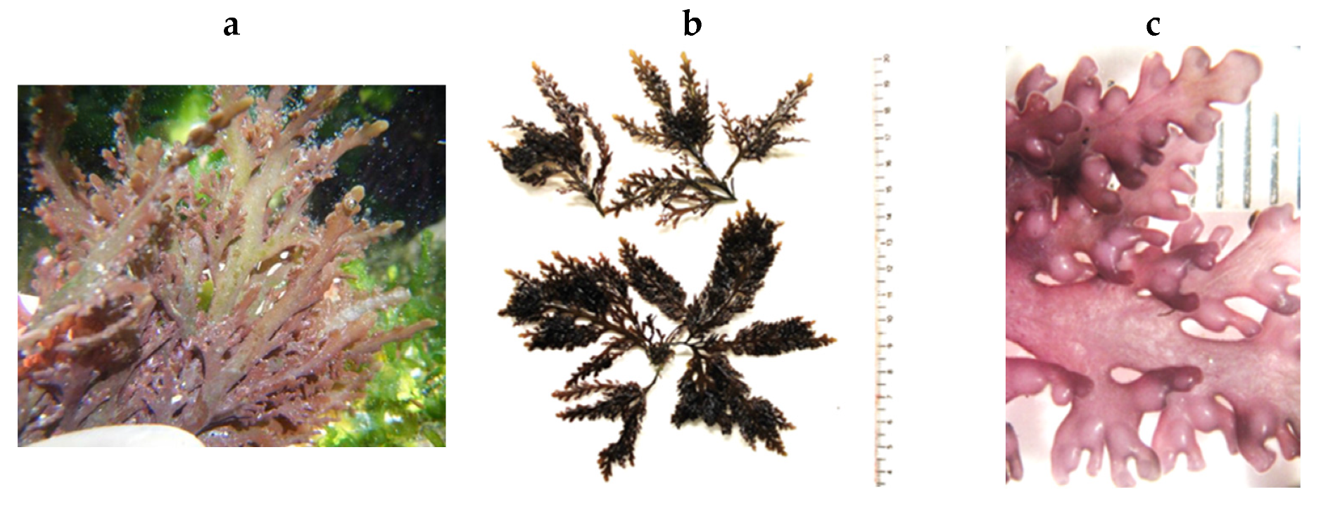 Encyclopedia 05 00176 g166